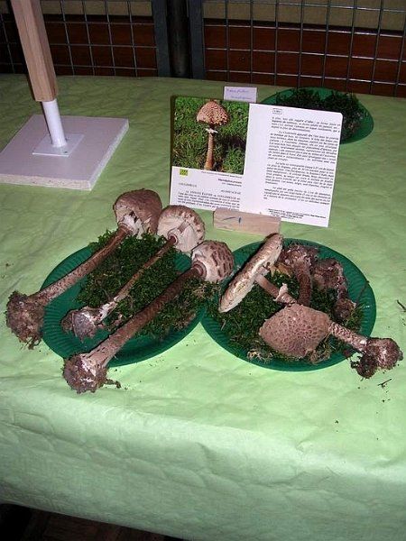 Expo champignons a St Leger 27